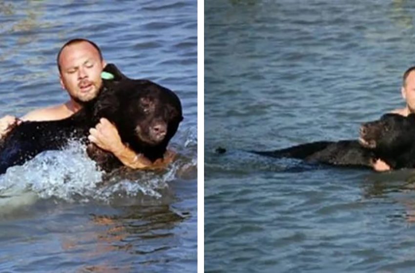  A human risked his life to save a drowning bear that weighed 400kg!