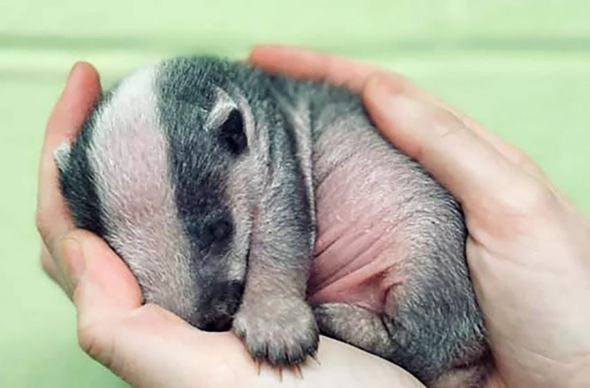  A little young badger lost in the forests was rescued by the Scottish Scp!