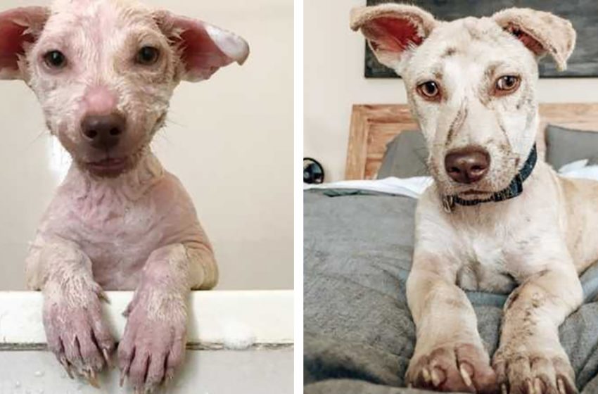  This dog was found hungry and terribly frightened. Family love and care completely changed him!