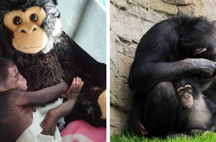  A baby monkey whose mother abandoned him took a plush monkey for his mother and slept in an embrace with it!