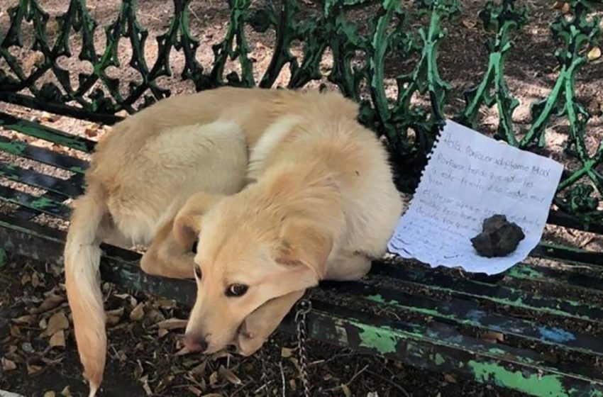  The owner left the dog in the park tied to a bench. Luckily, he was adopted into a loving family!
