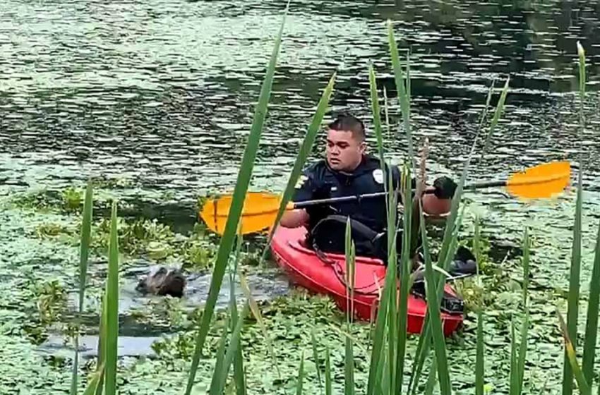  A police officer from New Jersey rushed to save the dog’s life!