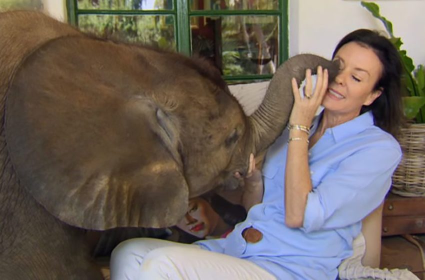  This woman has an unusual pet – an elephant! She adopted the animal after having saved her!