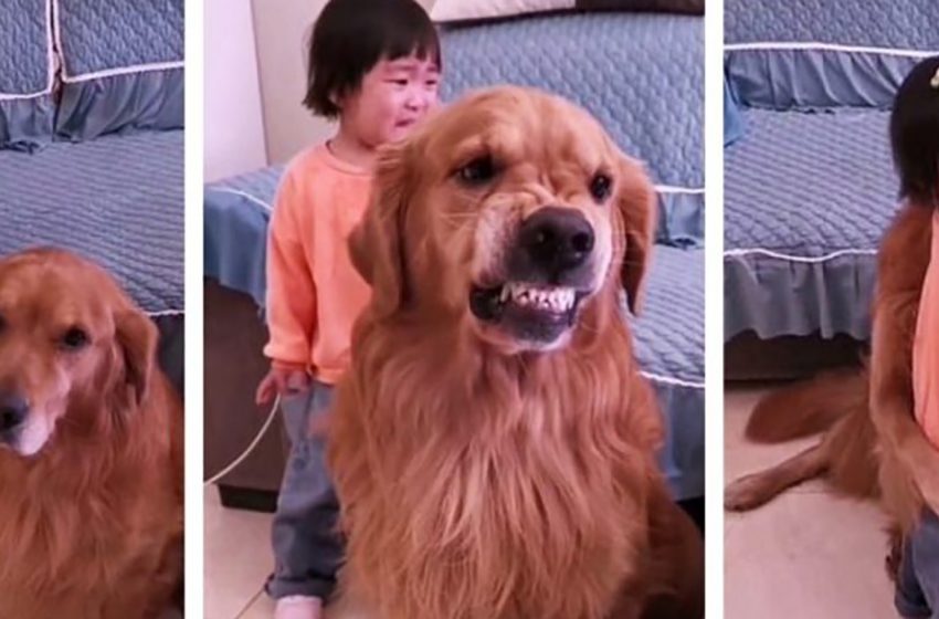  A Golder Retriever protected the girl when her mother scolded the child!