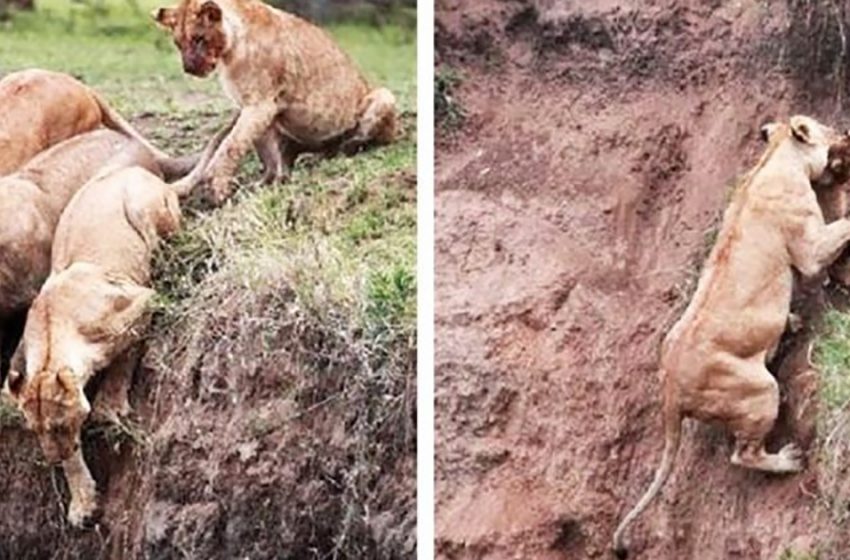  A lion cub that fell off the cliff was rescued by a lioness from their pride!