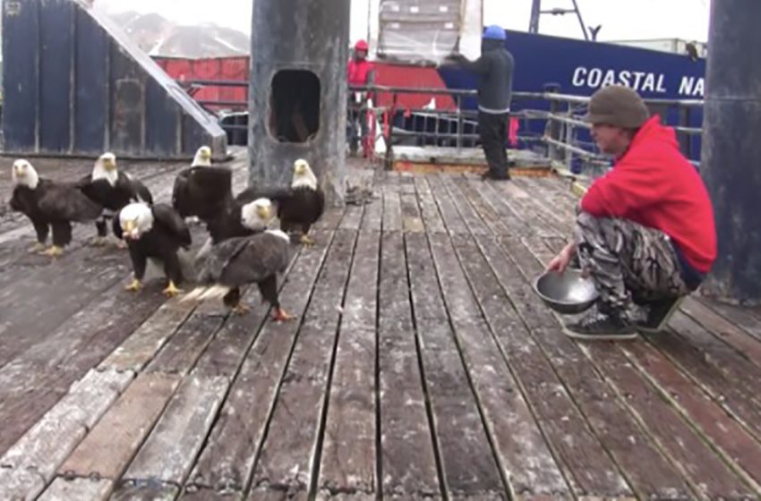  A guy from Alaska feeds a huge flock of magnificent white-headed eagles!