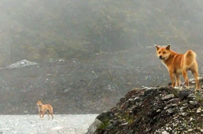  Representatives of a rare breed of dogs that was considered extinct, were discovered in Indonesia!