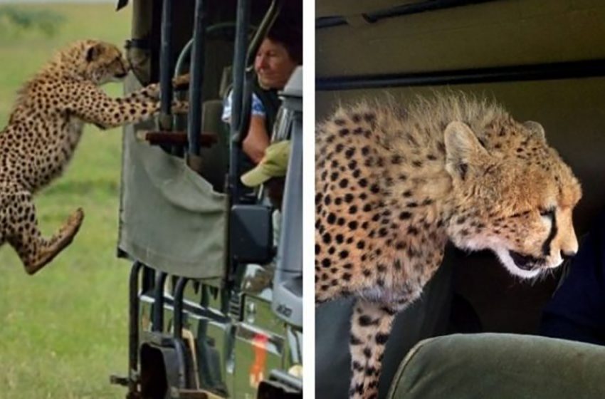  Huge wild leopard jumped into the tourist van during a ride in Kenya!