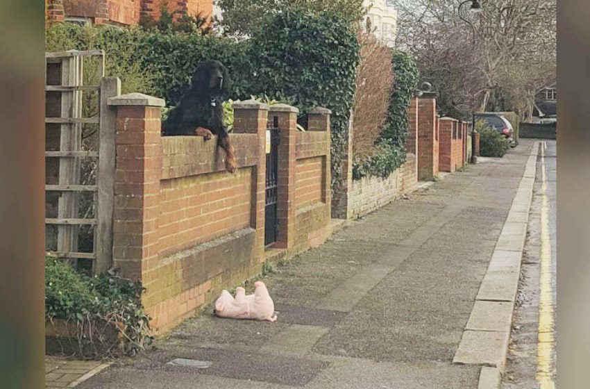  Dog dropped his stuffed pig and a woman stopped to help the animal!