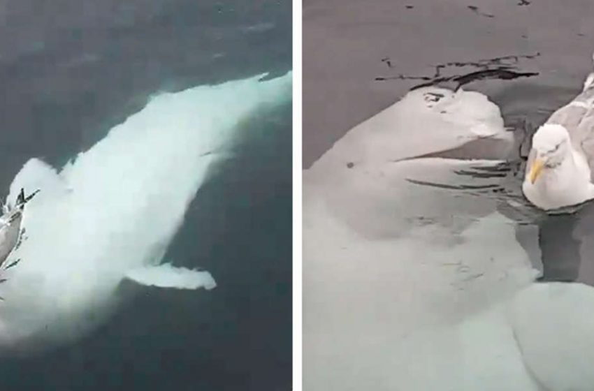  Adorable Beluga whale tried to befriend a seagull!