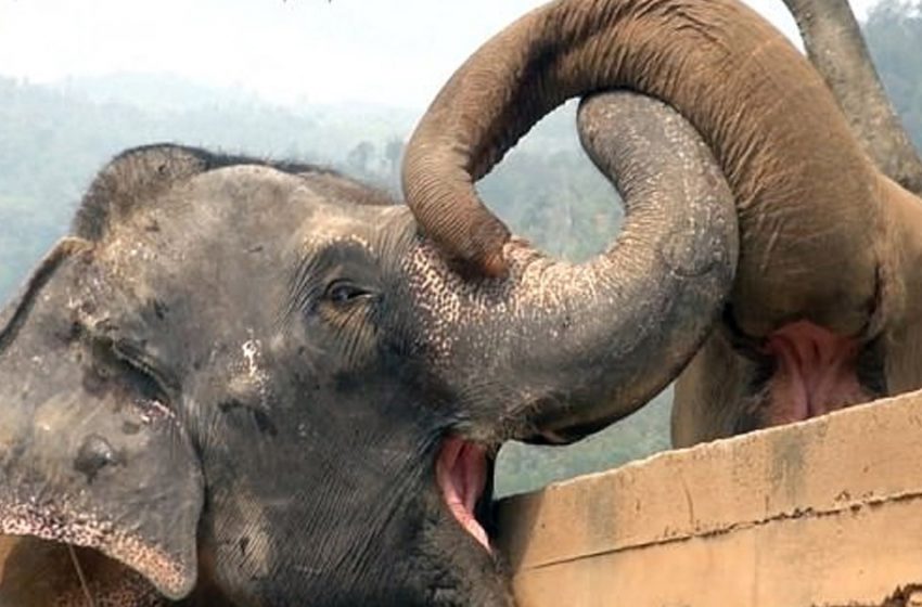  A blind elephant was rescued after serving as a tourist attraction for 16 years!