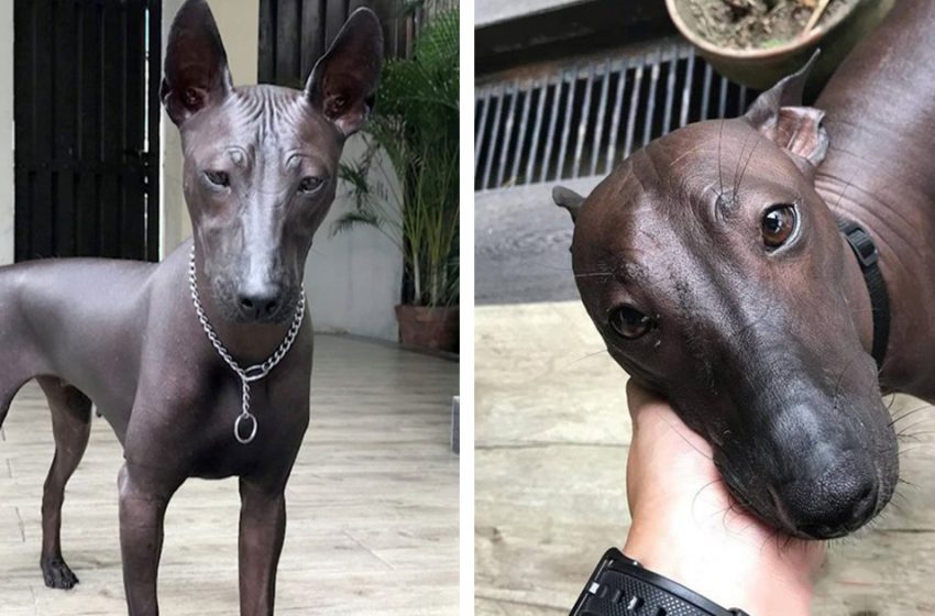  Is this a real dog or a statue? The appearance of this dog caused surprise and delight on the Internet!