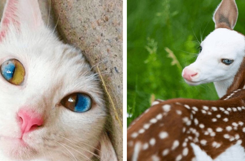  16 very unusual animals that amaze us with their unreal beauty!