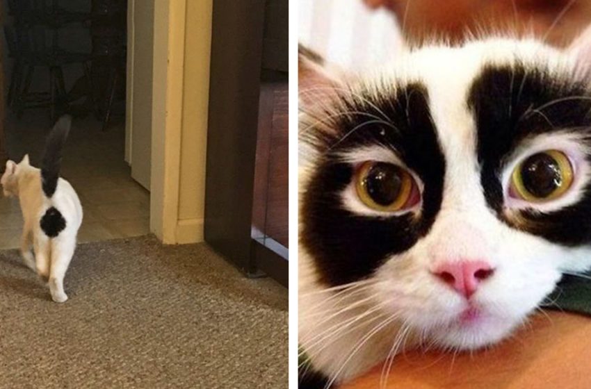  12 photos of cats with funny coloration that will definitely make your day!