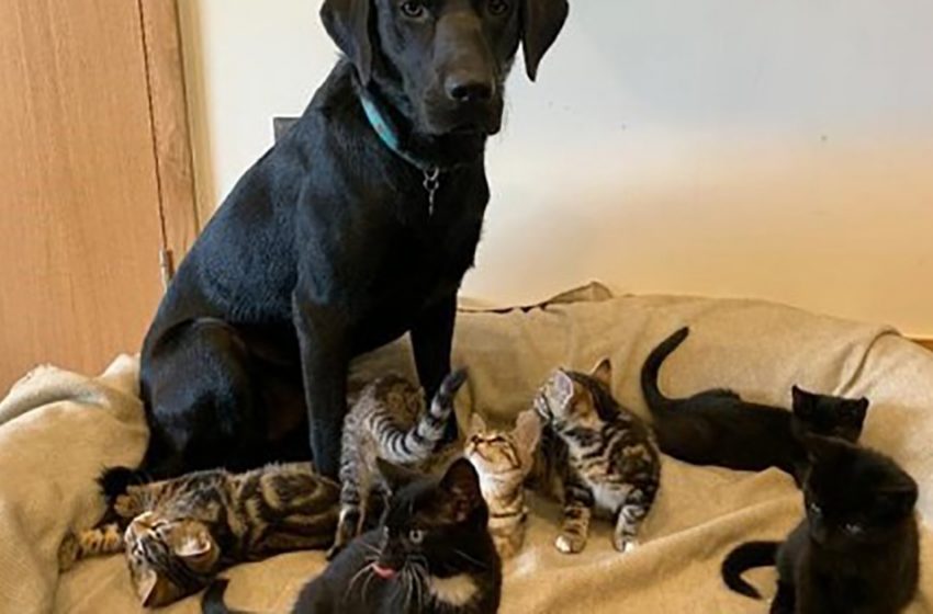  The woman brought home orphaned kittens, and her dog became their “father”!