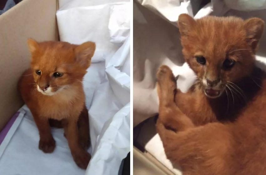  Woman thought that the animal she found was a kitten, but actually it was a puma jaguarundi!