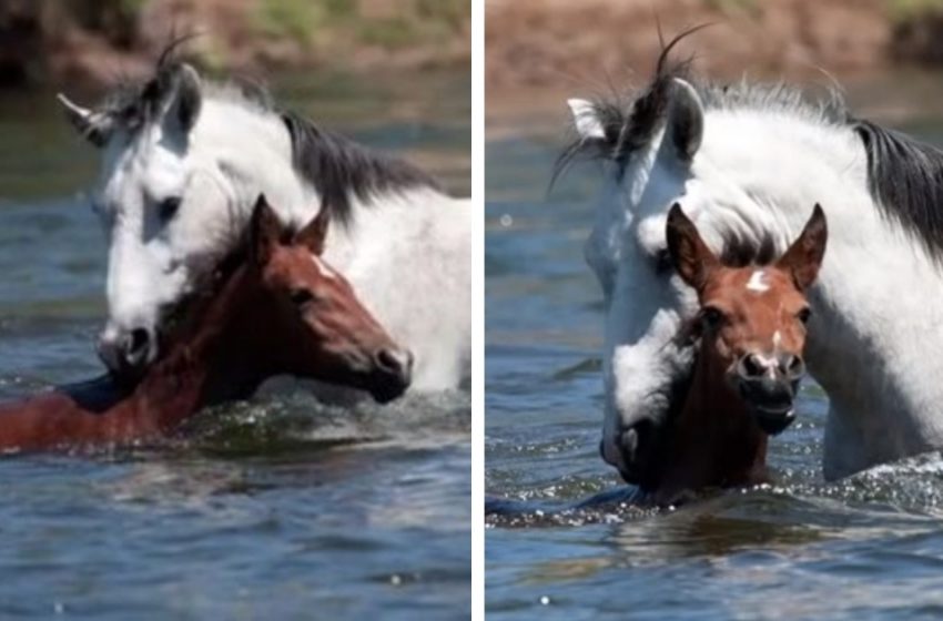  A young horse saved an inexperienced stallion! A heroic scene was filmed on camera…