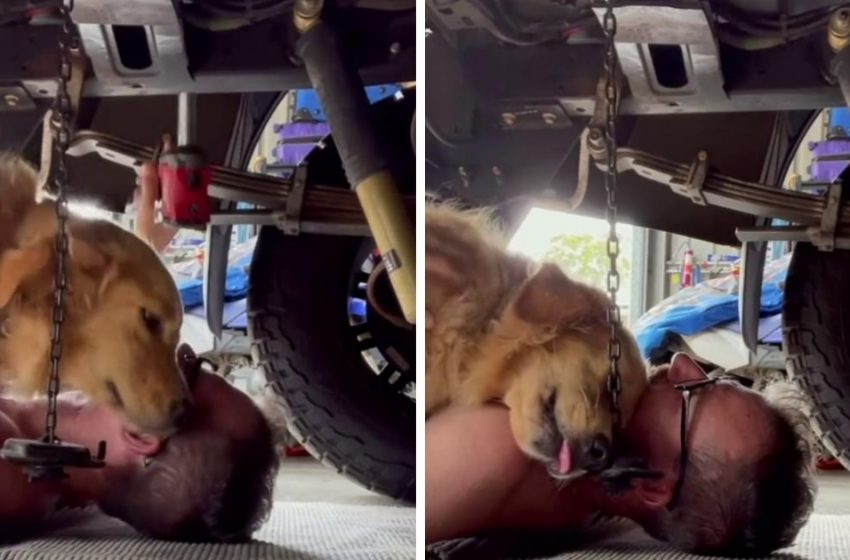  Golden retriever crawled under his mechanic dad’s car to hug him and lick his cheek!