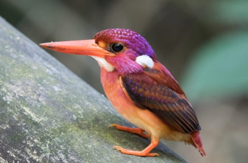  Rare dwarf kingfisher was caught on camera for the first time ever!