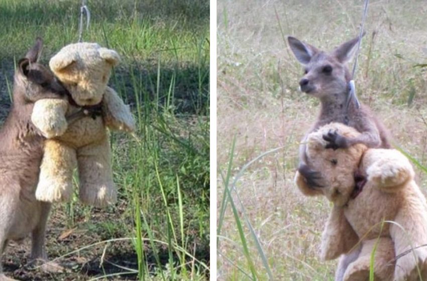  Orphaned baby kangaroo just wants to hug his teddy bear…