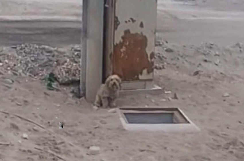  Howling dog called for help to his brother that fell into the hole!