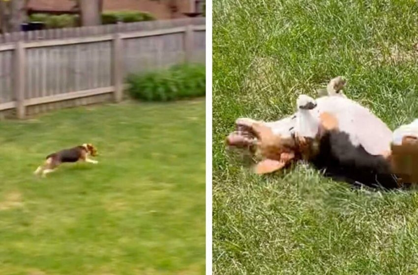  Look at the reaction of a puppy that runs freely in the yard for the first time in his life!