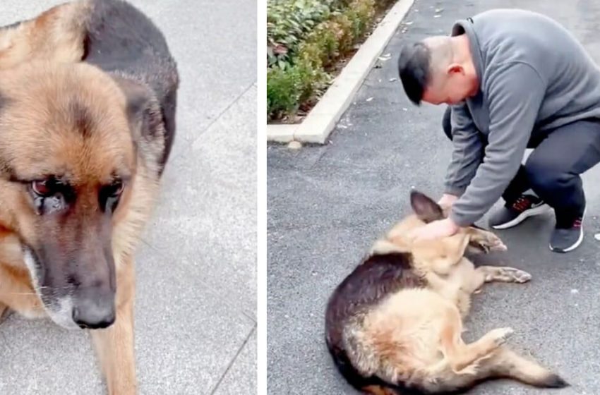  Retired K9 dog met her former cop partner! Such an emotional scene!