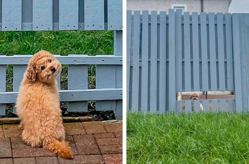  The family made a window in the fence for their dog so that he could look at the hustle and bustle of social life