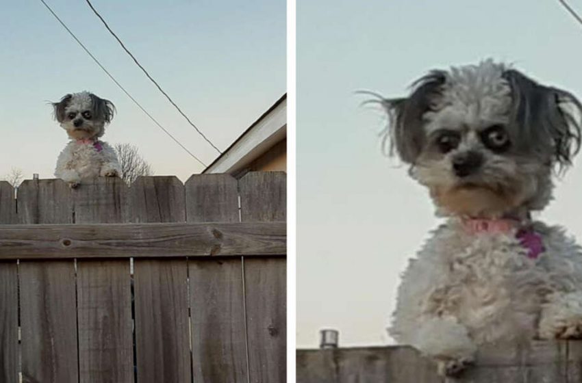  The photo of this dog scared everyone, but she turned out to be a very kind creature!