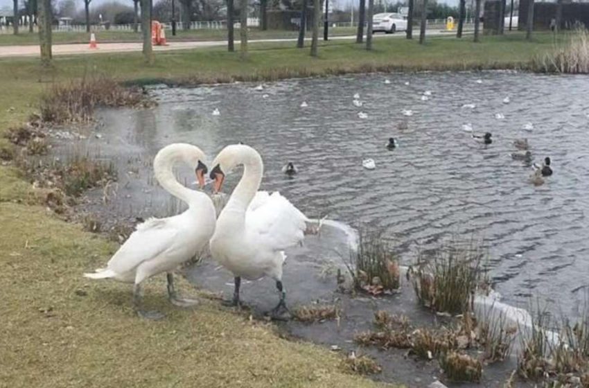  The story of two inseparable swans!