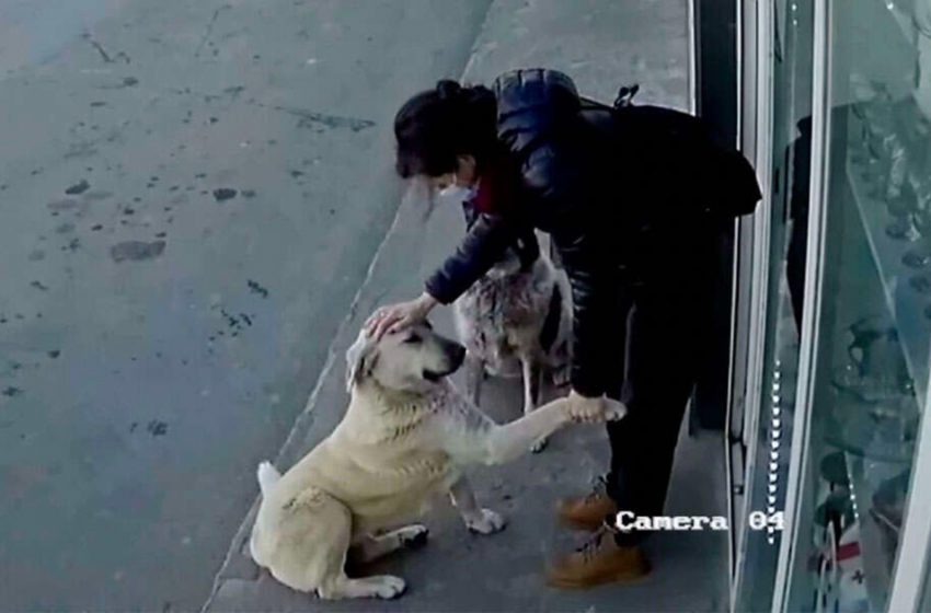  Security camera caught the moment stray dogs met the woman who was taking care of them!