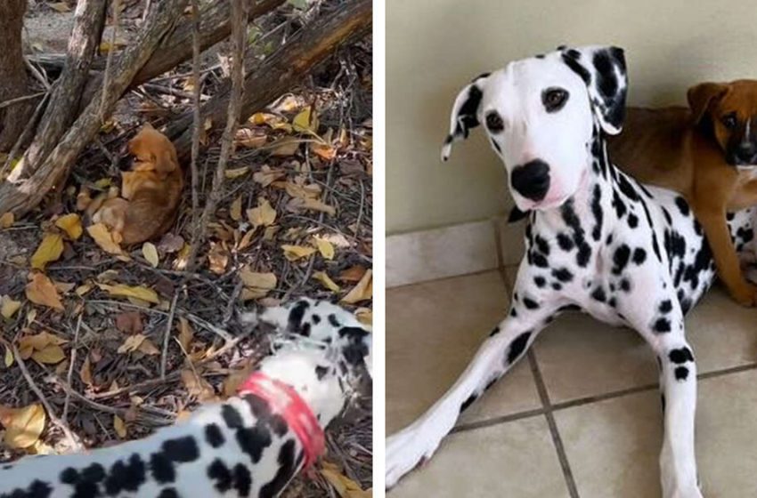  Dalmatian found a hungry thin puppy in the forest. Later they became inseparable friends!