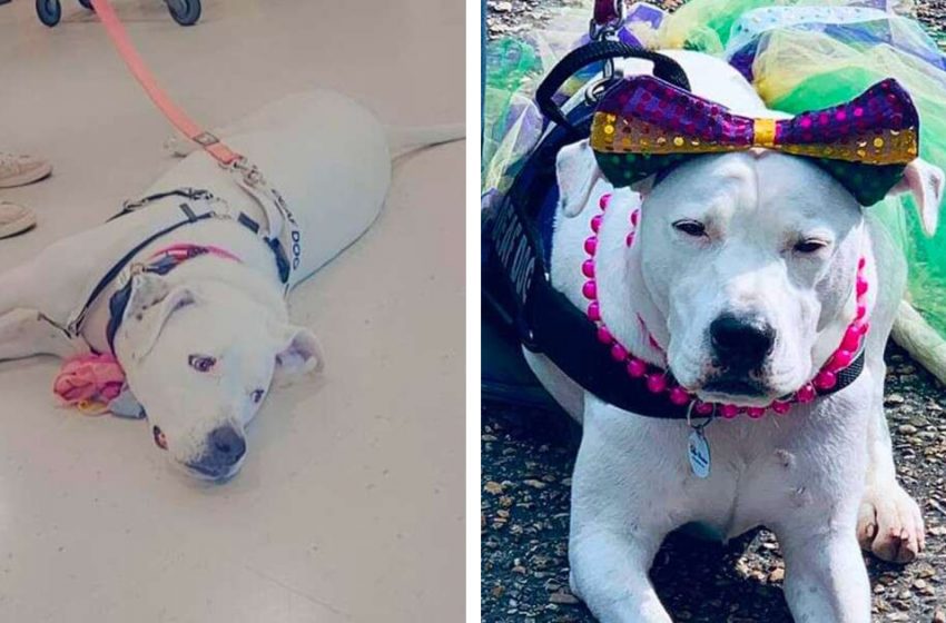  A dog that has been to 30 adoption events doesn’t lose his hope to find a family