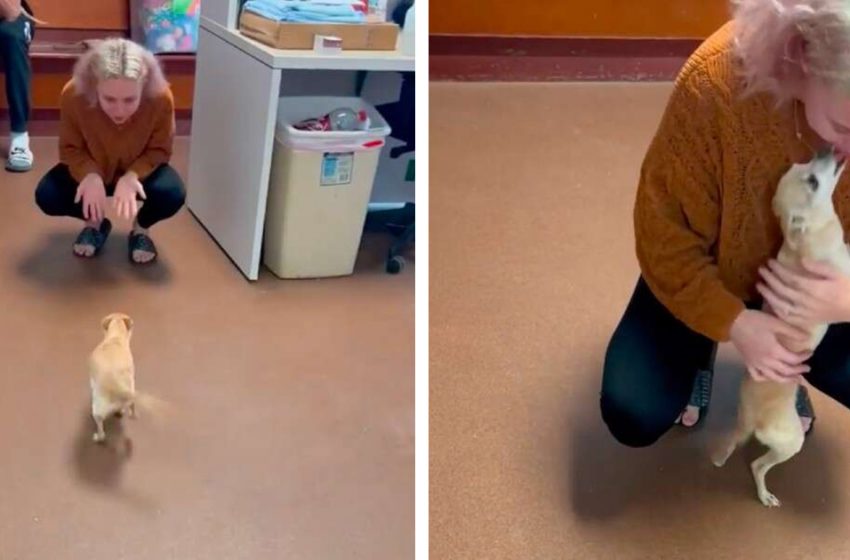  A woman has found her dog that “died” two years ago…Such a heart-touching story