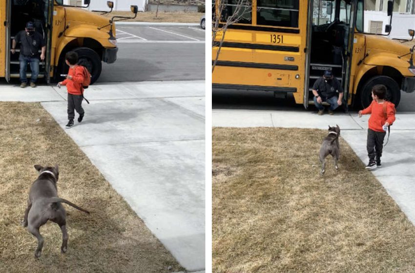  A joyful Pit Bull, Lucy meets her friend from school every day. A boy with autism began to change thanks to her!