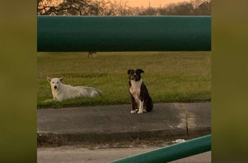  A dog refuses to leave his injured friend until they are rescued together…