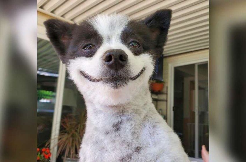  This positive dog always finds a reason to smile