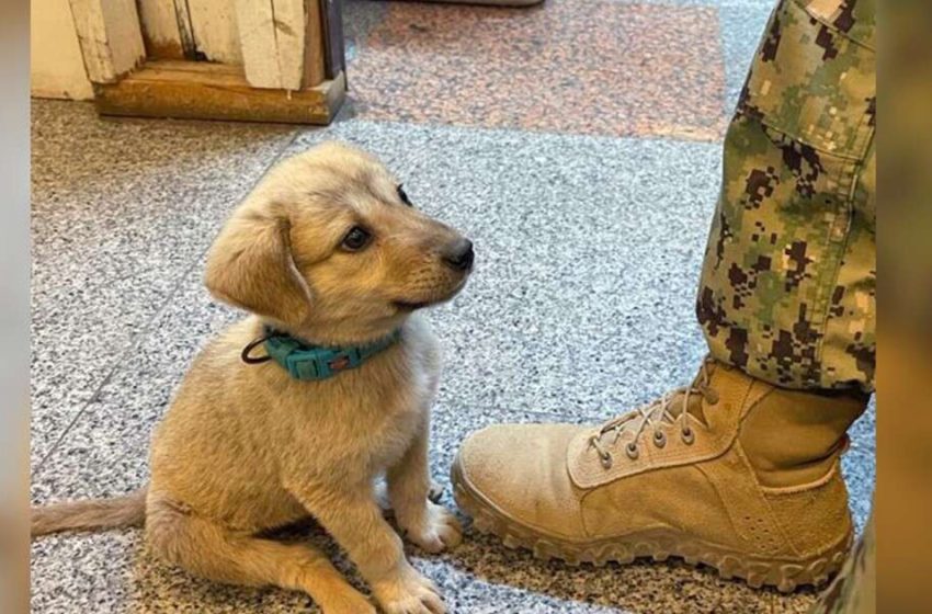  A stray puppy wandered onto naval base and found his “human father” there