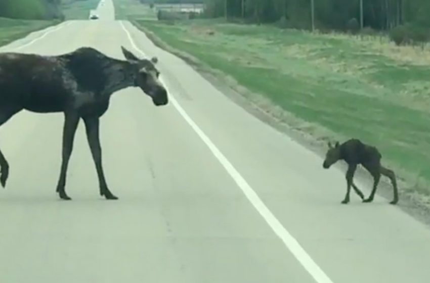  An adorable video of a mother moose helping her baby to cross the road (photo + video)