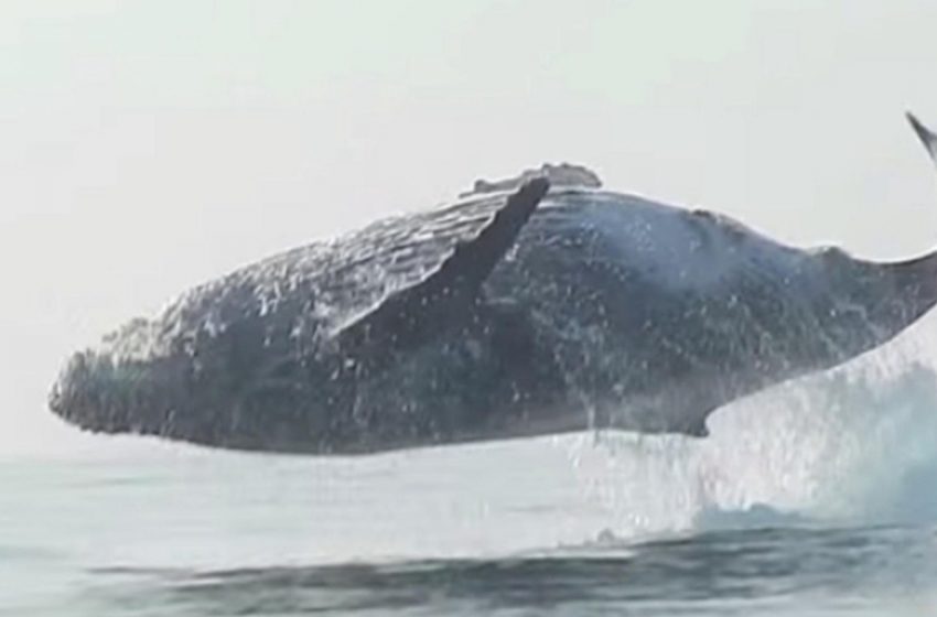  A huge 40-ton humpback whale jumping entirely out of the water was captured on camera!