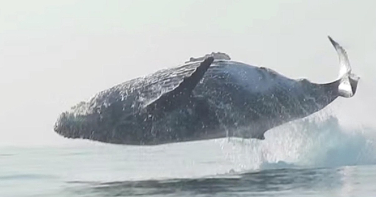 A Huge Ton Humpback Whale Jumping Entirely Out Of The Water Was Captured On Camera