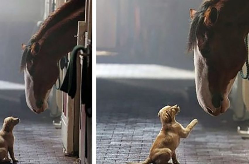  Budweiser Clydesdale has a surprise – “Reunited with Bud” presents the continuation of a heart-touching story about a puppy and a Clydesdale horse