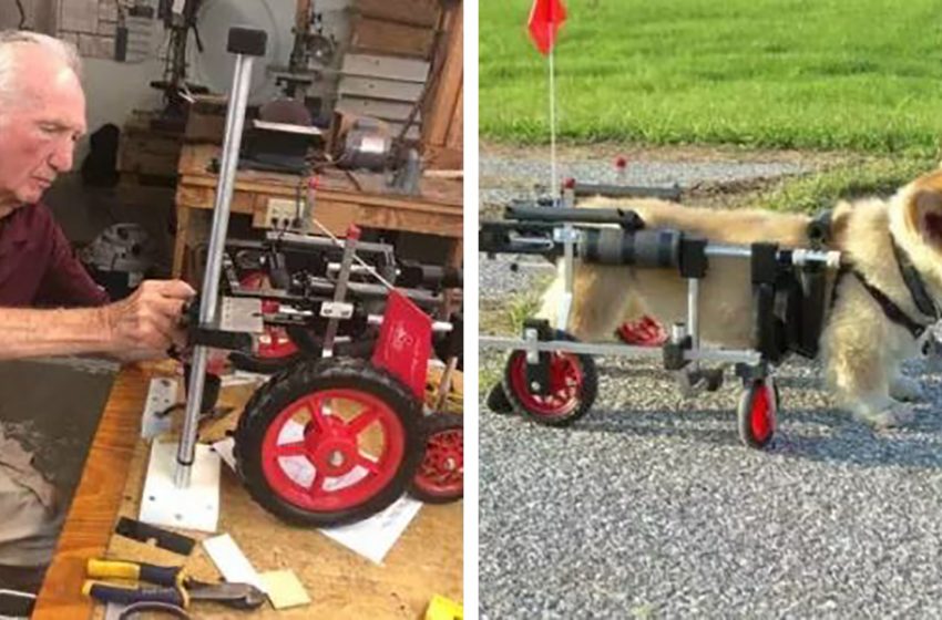  92-year-old retired vet continued to dedicate his life to disabled dogs by making wheelchairs for them