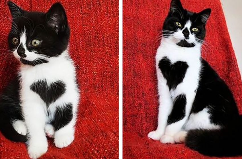  Meet Zoe, a cat with a heart on the chest