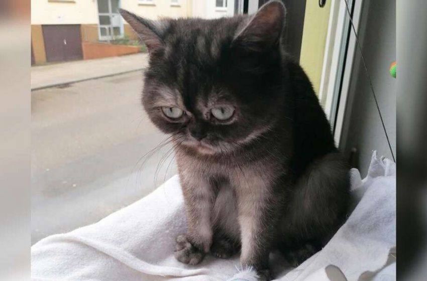  The cat that was constantly ignored at the shelter because of her grumpy face is finally adopted and loved…