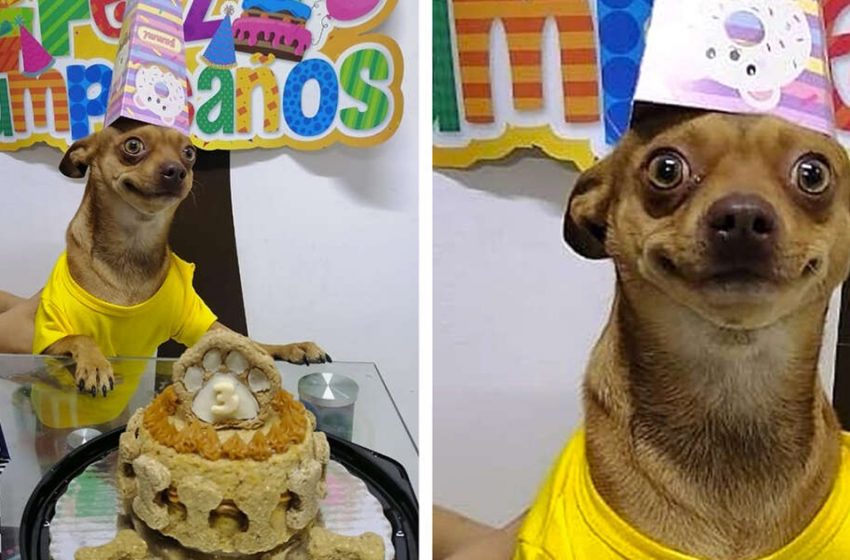  The family of this wonderful dog remembered his birthday and made a birthday party for him