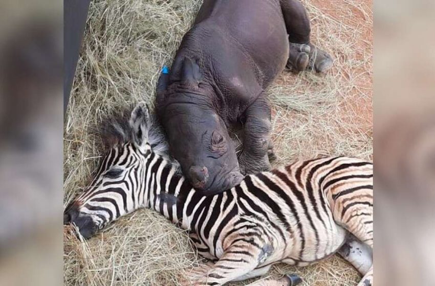  Baby zebra and orphaned rhino calf became friends after being treated together in a shelter intensive care unit