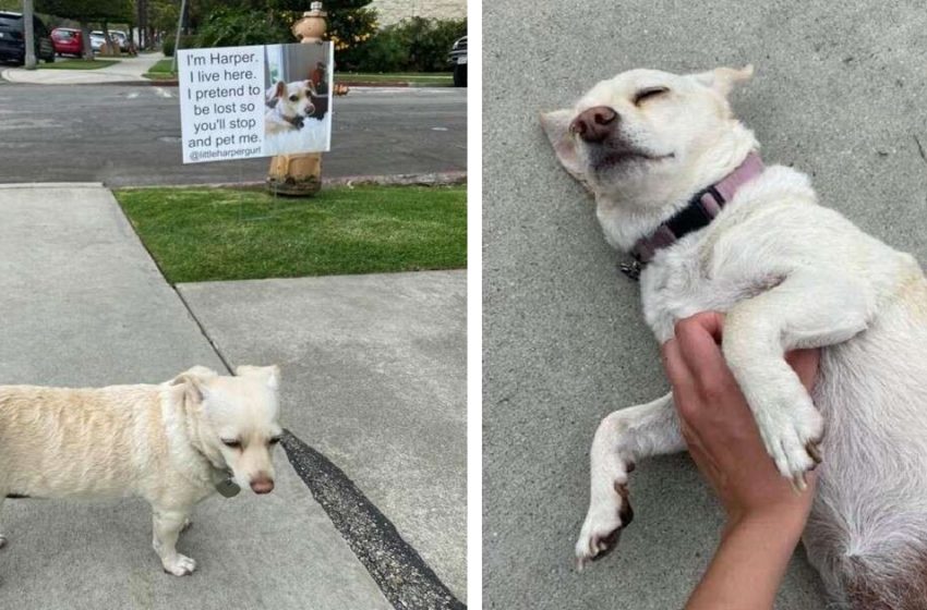  A dog that needs constant attention. She lures people to come up to her and pet her…