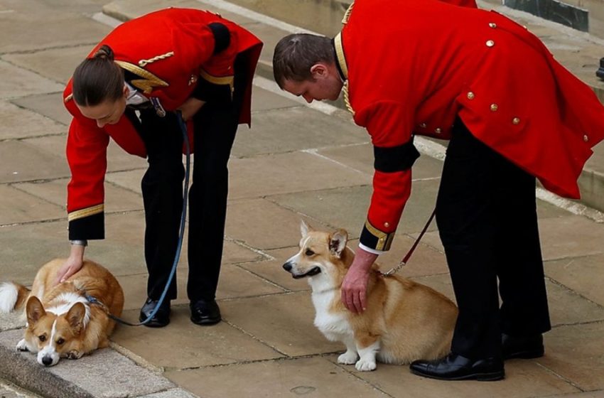  Heart-touching moment – Queen’s corgis came to Windsor Castle to pay final farewell to their human mother…