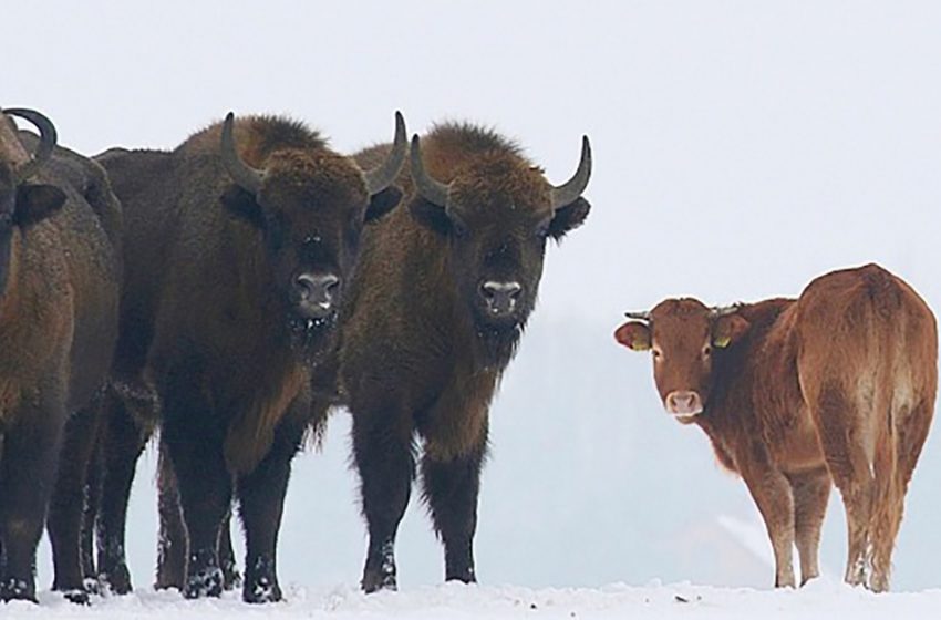  A cow ran away from the farm and joined a wild herd of bisons